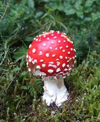 amanita muscaria
